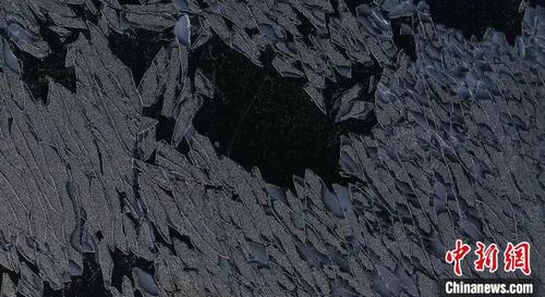 中国侨网图为湖面不规则的冰纹。　钟大玮 摄