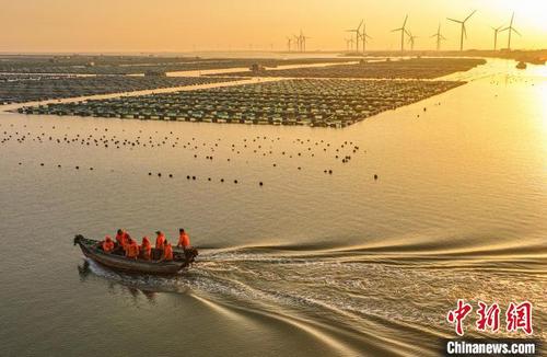 中国侨网2月16日，在山东省荣成市石岛管理区桑沟湾海洋牧场养殖区，渔民们迎着朝阳驾驶渔船出海作业。　李信君　摄
