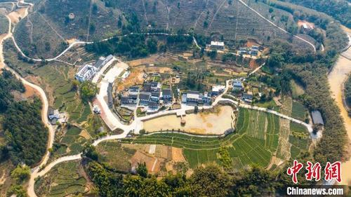中国侨网航拍广西梧州市苍梧县六堡镇大中村。　何华文　摄