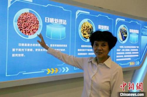 中国侨网图为黄海文介绍咖啡豆的处理方式。　符宇群　摄