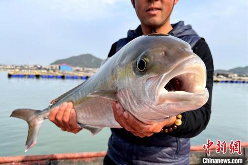 中国侨网高体鰤俗称红甘鱼，体型呈长圆形，稍侧扁，腹面圆，是肉食性深海鱼类。　东山县融媒体中心供图