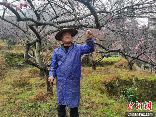 浙江温州“守梅人”以花为“媒” 打造“花海经济”