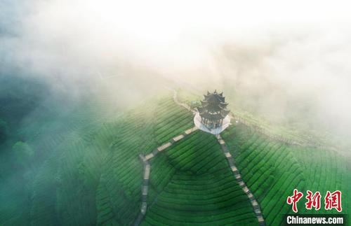 中国侨网贡茶山已成为热门旅游打卡胜地。梅珂 摄