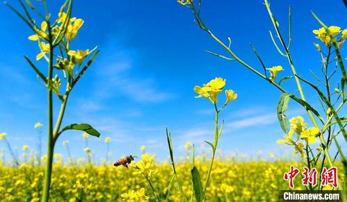中国侨网层层花浪绵延起伏，花香引来蜂飞蝶舞。　马立元　摄