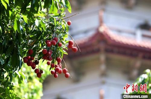 遇见福建：千年古刹荔挂红了