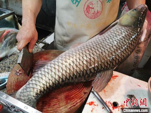 中国侨网被称为“鱼抓手”的鱼尾是台山市民购买鲩鱼的首选部位　李晓春　摄