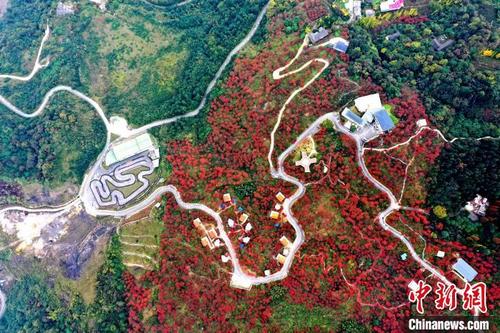 中国侨网航拍汶川县漩口镇赵公村的秋日美景。伍排勇摄