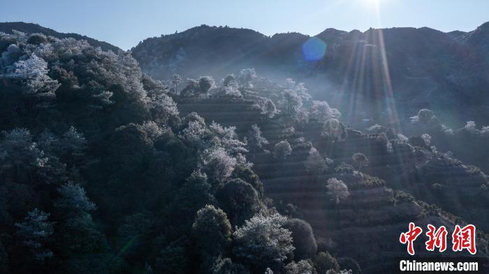 中国侨网1月24日，受冷空气影响，广东省潮州市凤凰山出现雾凇景观。 林哲 摄