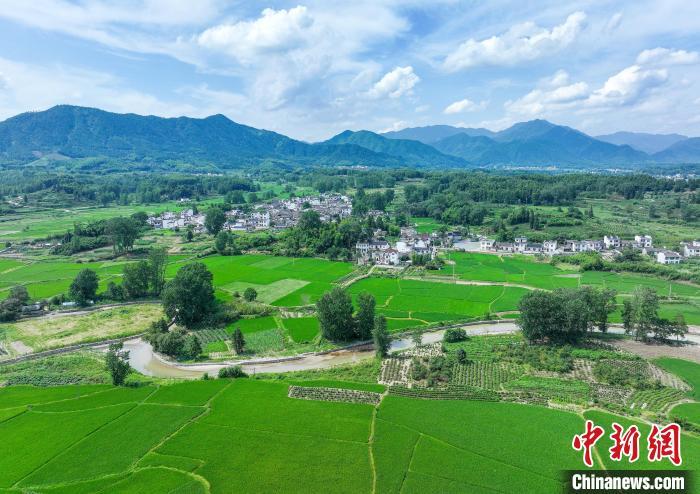 中国侨网7月8日,在安徽省黄山市黟县碧阳镇南屏村拍摄的稻田。夏日的古村落,连片的稻田生机勃勃,与错落有致的村庄相映成景,呈现一幅生态田园画卷。(无人机照片)施亚磊 摄