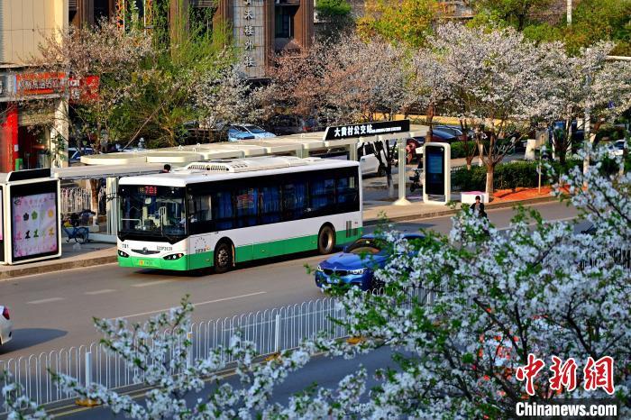 中国侨网3月26日,被誉为武汉“最美樱花车站”的珞喻东路大黄村公交站樱花盛放。经过改造的大黄村公交站,新增了自助售货机、卫生间、共享充电宝等便民设施,焕然一新的科技智慧站台与粉白如霞的樱花相映生辉。微风吹过,樱花花瓣浪漫飘零,吸引不少市民游客观赏“打卡”。图为公交车在珞喻东路大黄村公交站停留。(无人机照片)刘康 摄