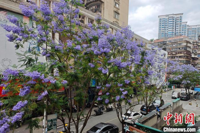 中国侨网5月9日,福州多条街道的蓝花楹进入盛花期,为城市增添了一抹靓丽色彩。中新社记者 吕明 摄