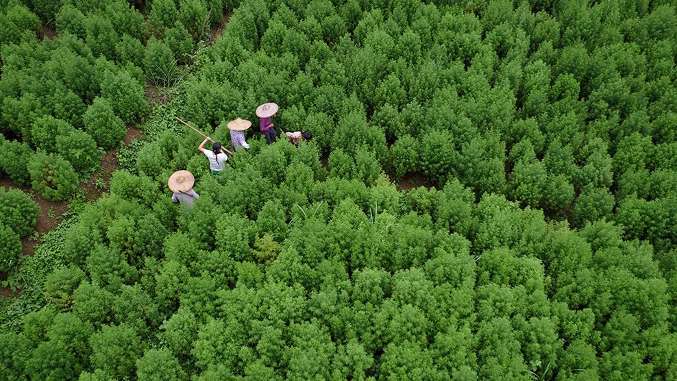 屠呦呦团队获新突破探访全国最大青蒿素生产基地