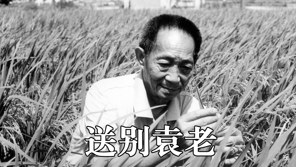 送别袁老直击市民悼念袁隆平院士并献花