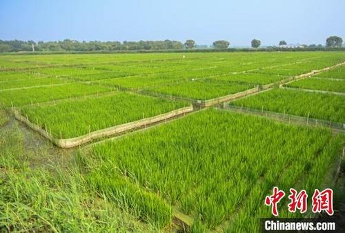 中国侨网绿色稻田。　于海洋　摄