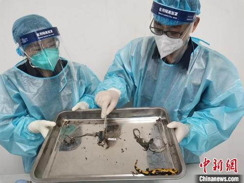 中国侨网图为北京邮局海关关员截获活体火蝾螈和意大利壁蜥。 孟晨 摄