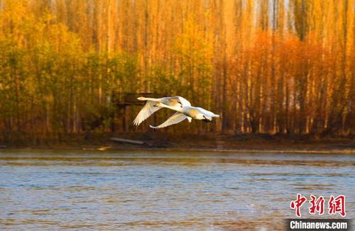 中国侨网日前已迎来70多羽白天鹅，它们是到此越冬的“先遣军”。　白克斌　摄