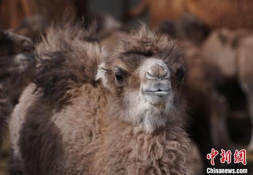 中国侨网图为呆萌可爱的小驼羔。　马铭言 摄