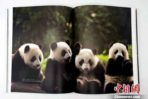 中国侨网收录于《大熊猫图志》中的图片。四川省地方志工作办公室供图