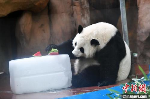中国侨网大熊猫在空调房里享用冰镇西瓜。　张浪　摄