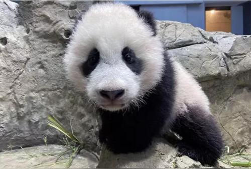 中国侨网熊猫宝宝“小奇迹”当地时间27日直播首秀。(美国《世界日报》/国家动物园提供)