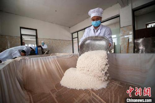 中国侨网从江县一家煨酒企业车间，工人正在准备蒸糯米饭。　吴德军　摄