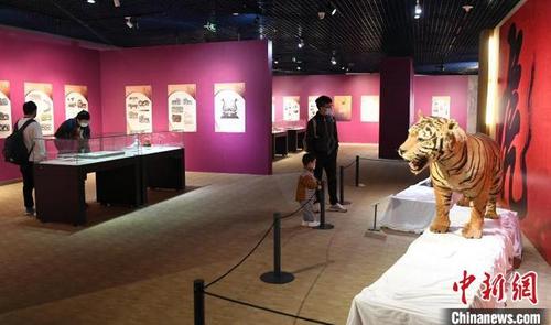 中国侨网“虎虎生福——壬寅虎年新春生肖文物(图片)联展”吸引福州观众观展。 刘可耕 摄