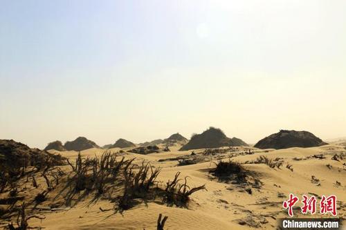 中国侨网沙漠常见地貌红柳沙包。 潘琦 摄