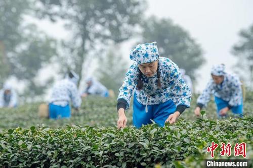 中国侨网茶林里忙碌的茶农。　刘忠俊　摄